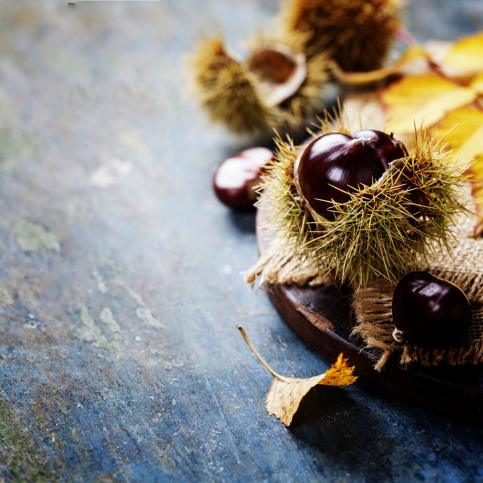 Autumn concept with Chestnuts and leaves